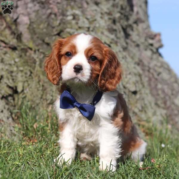 Roger, Cavalier King Charles Spaniel Puppy